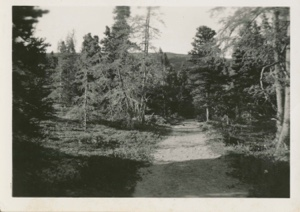 Image of path through trees